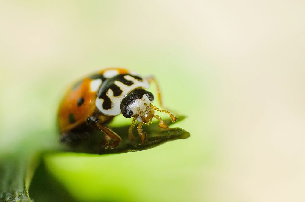 Photograph by Sahar Jafari