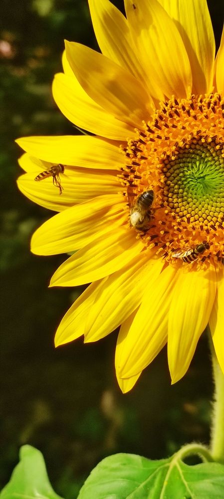 Фотография автора Васильева Ирина