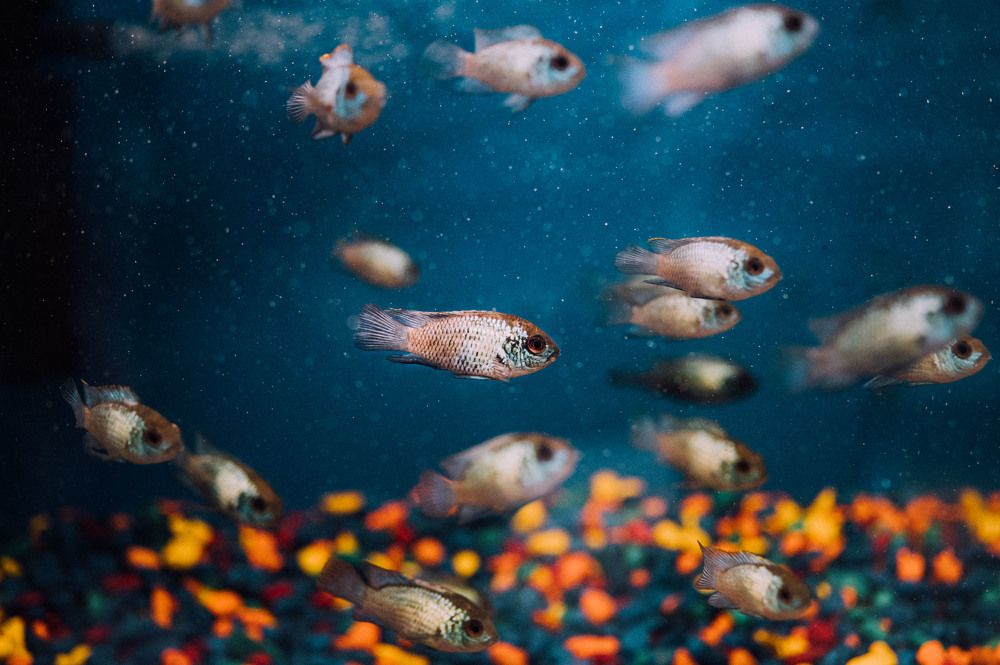 Photograph by Дмитрий Чирков