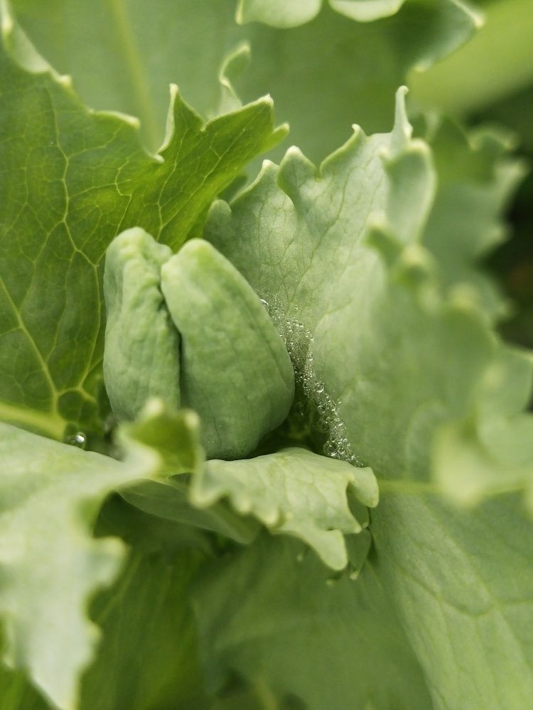 Photograph by Александра Лукашевич