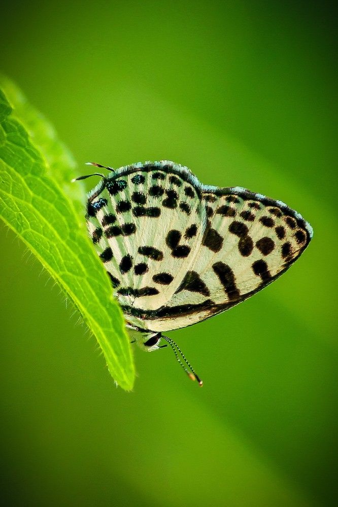 Photograph by Achintya Adhikari