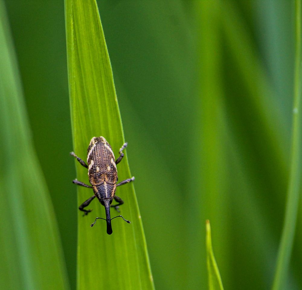 Photograph by Santosh Shrestha