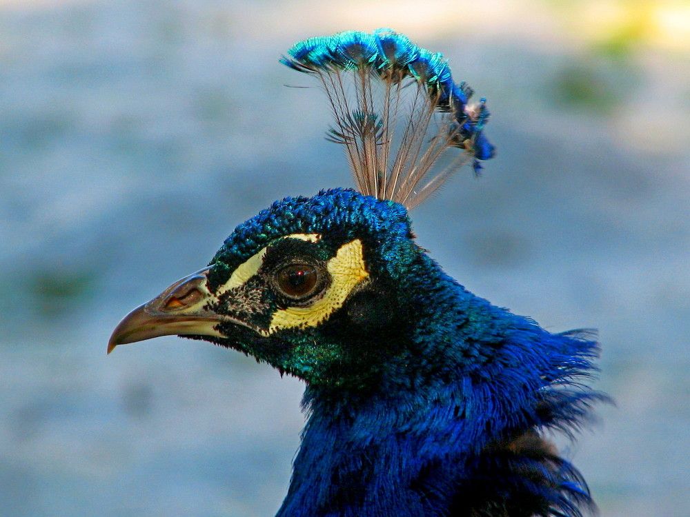 Photograph by Marcelo Luzzi