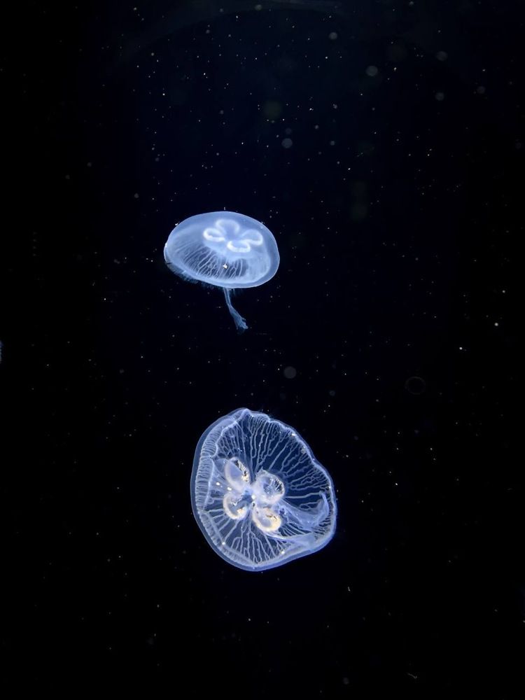 Photograph by T.Ю. Гринько