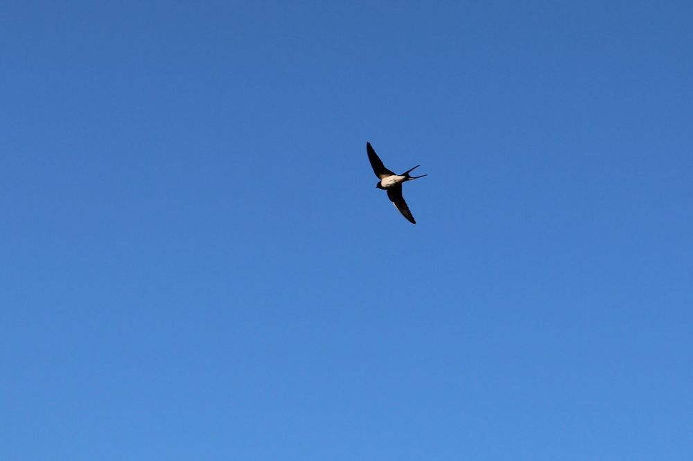 Ласточка и небо