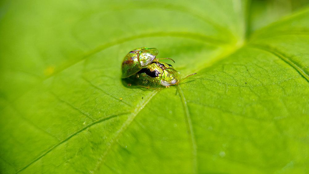 Photograph by Yash Sadawana