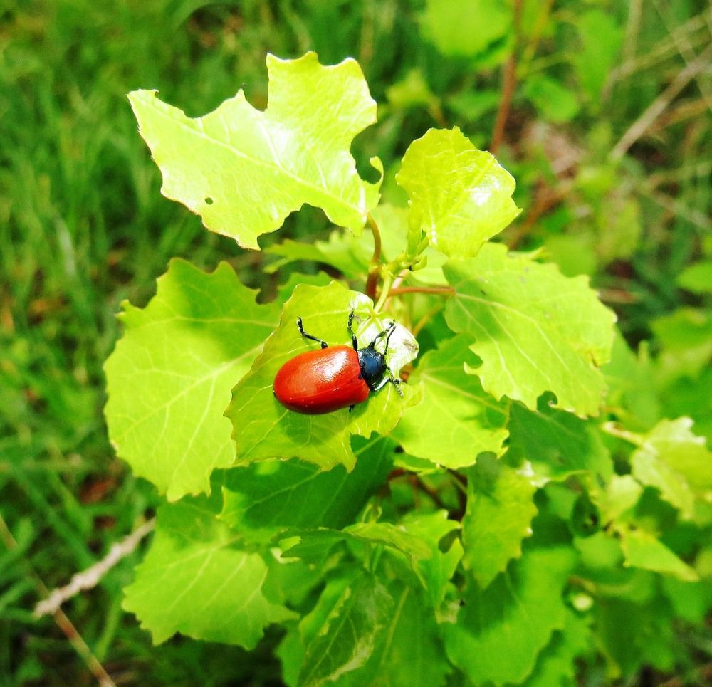 Красный жук