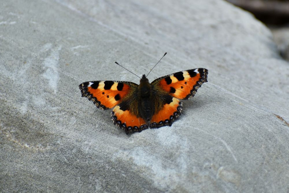 Photograph by Михаил Жарков