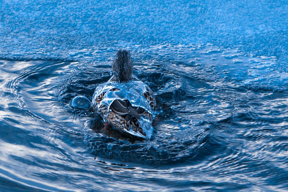 Фотография автора Сопильняк Дмитрий