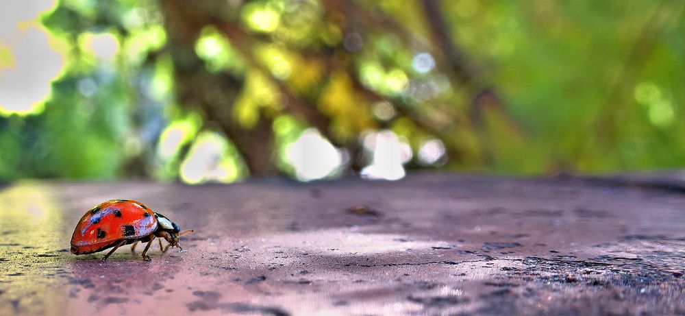 Photograph by Marcelo Luzzi