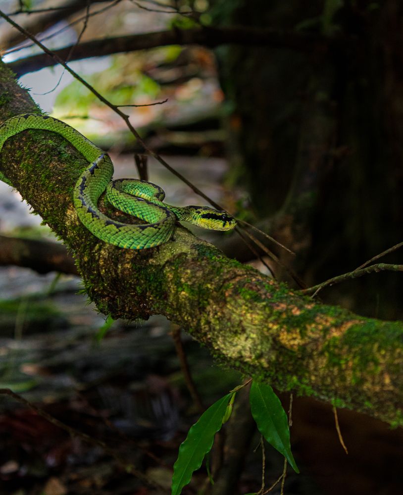 Green pit viper
