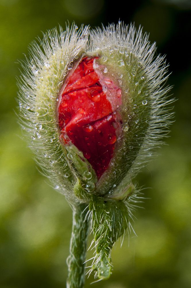 Зелёный цвет - 16