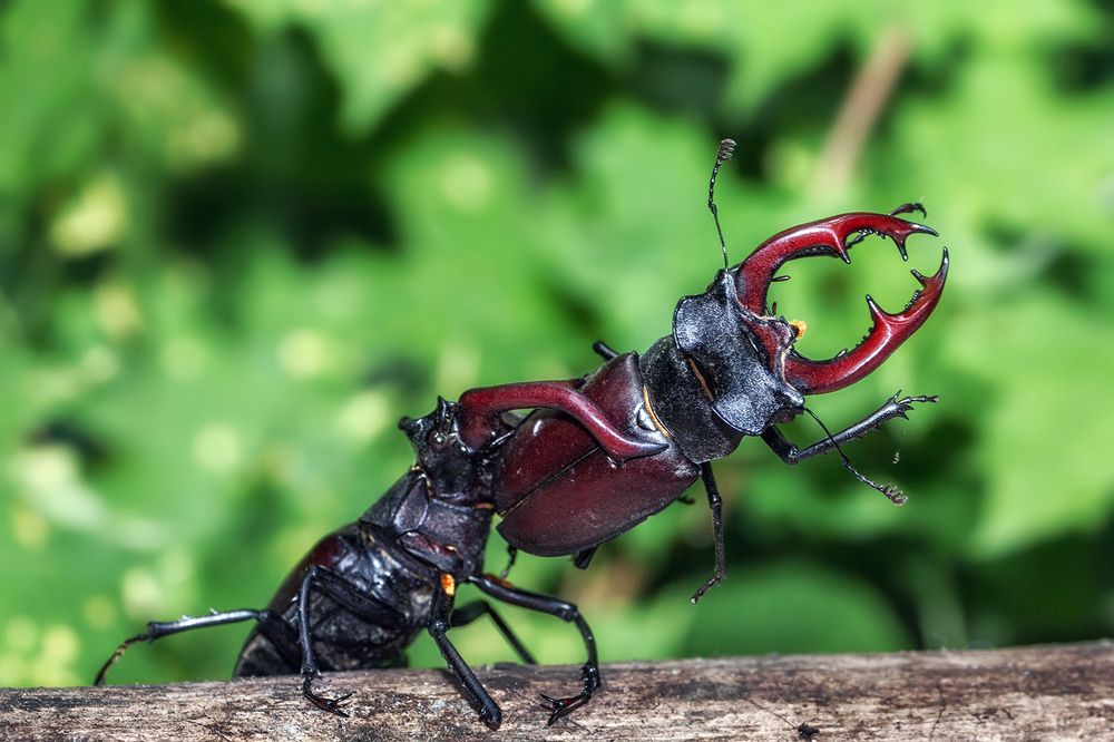 Силовой приём