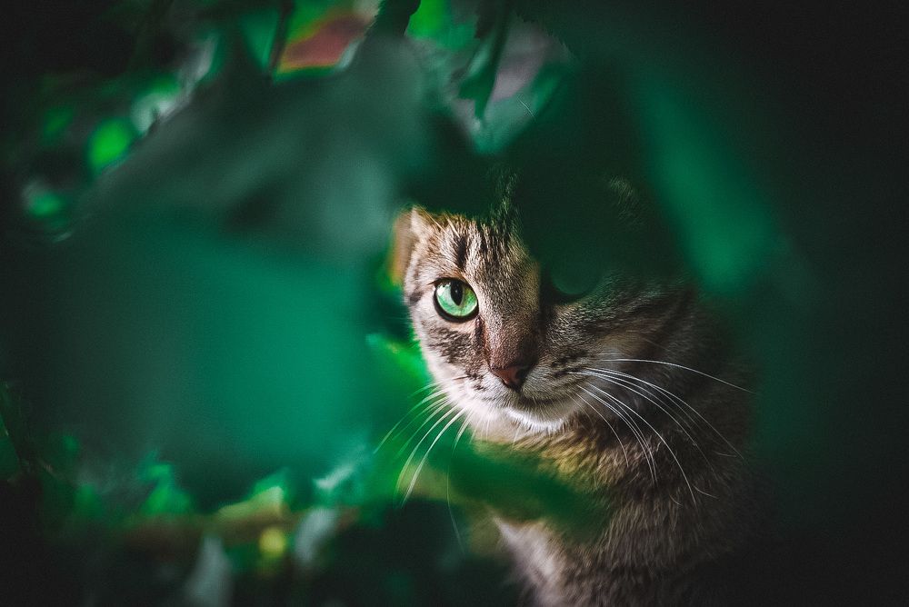 Фотография автора Алиса Чурчудесная