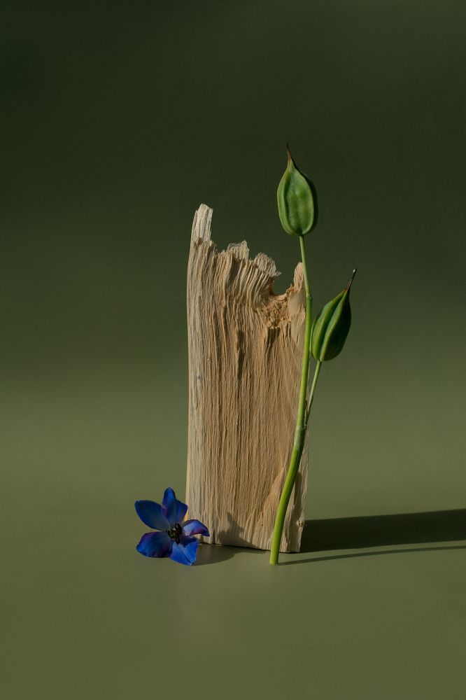 Фотография автора Светлана Бобошина