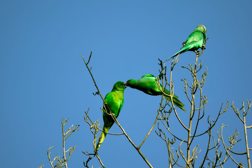 THE KISS OF LOVE - "ROSE RINGED PARAKEET"