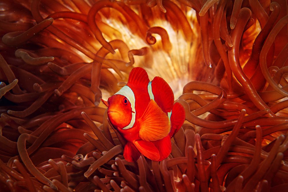 Photograph by Юрий Журавлев