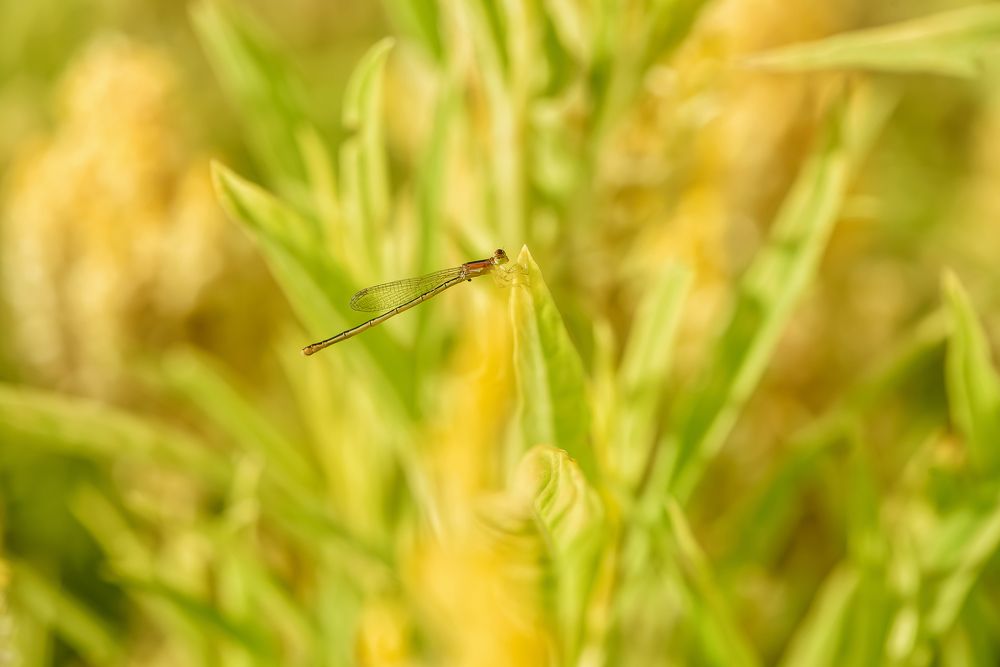 Photograph by Sharel Albor