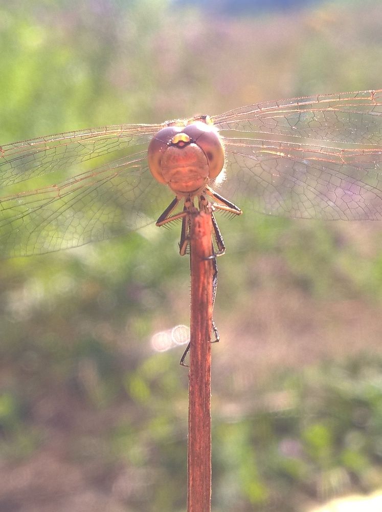 Photograph by Олеся Купча