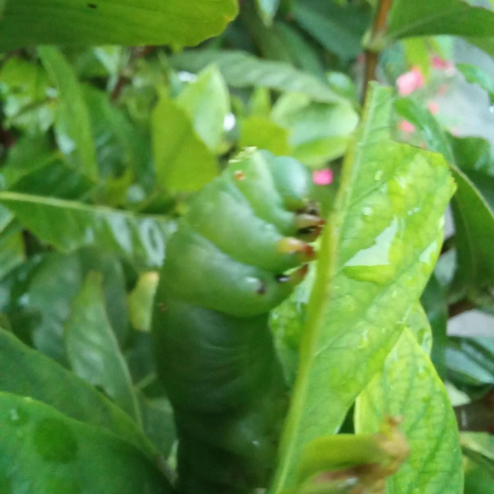 Photograph by Pujo Cahyono