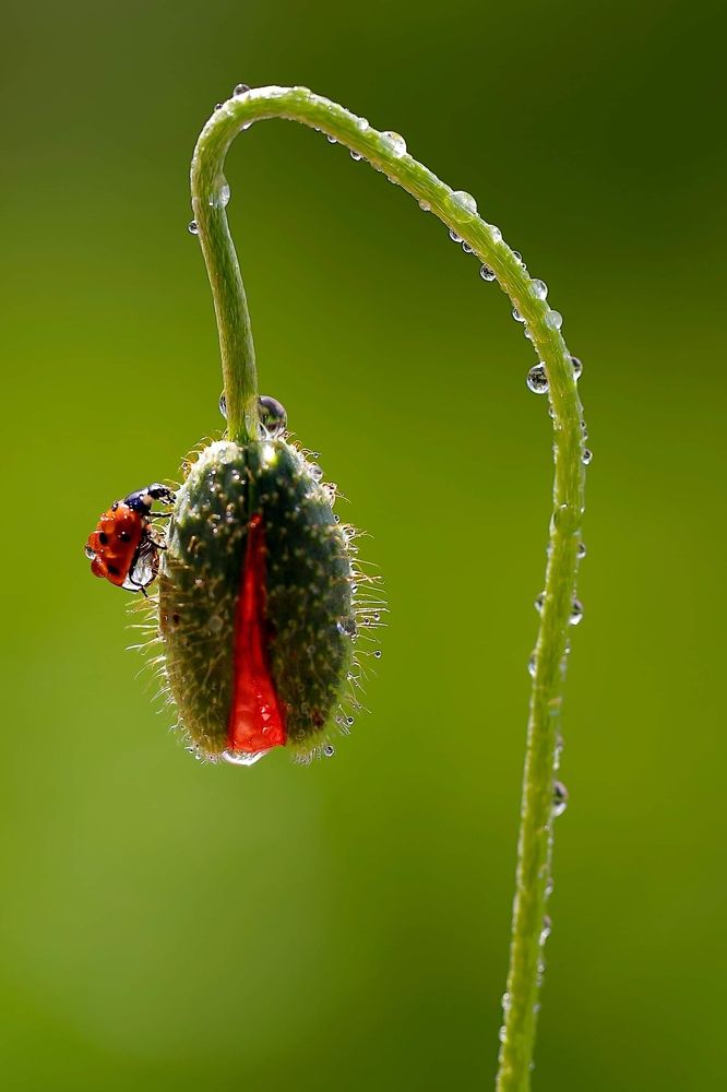 Photograph by Esin Sağır