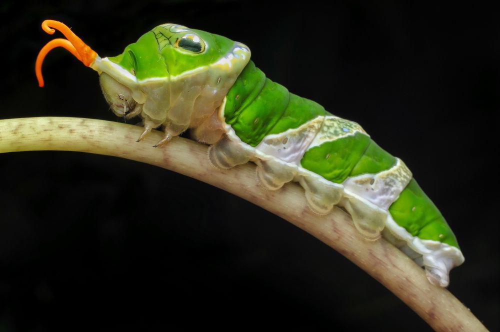 Photograph by Mark Kineth Casindac