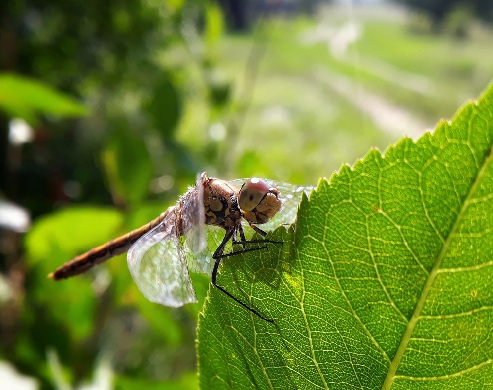 Photograph by Кристина Шляхова