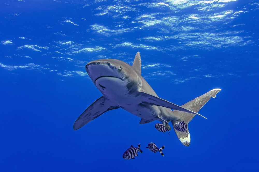 Photograph by Руслан Орлов