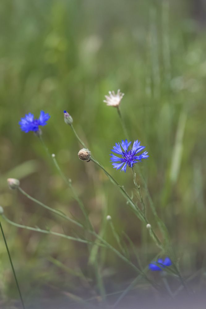 Photograph by Svetlana Karnauh Карнаух