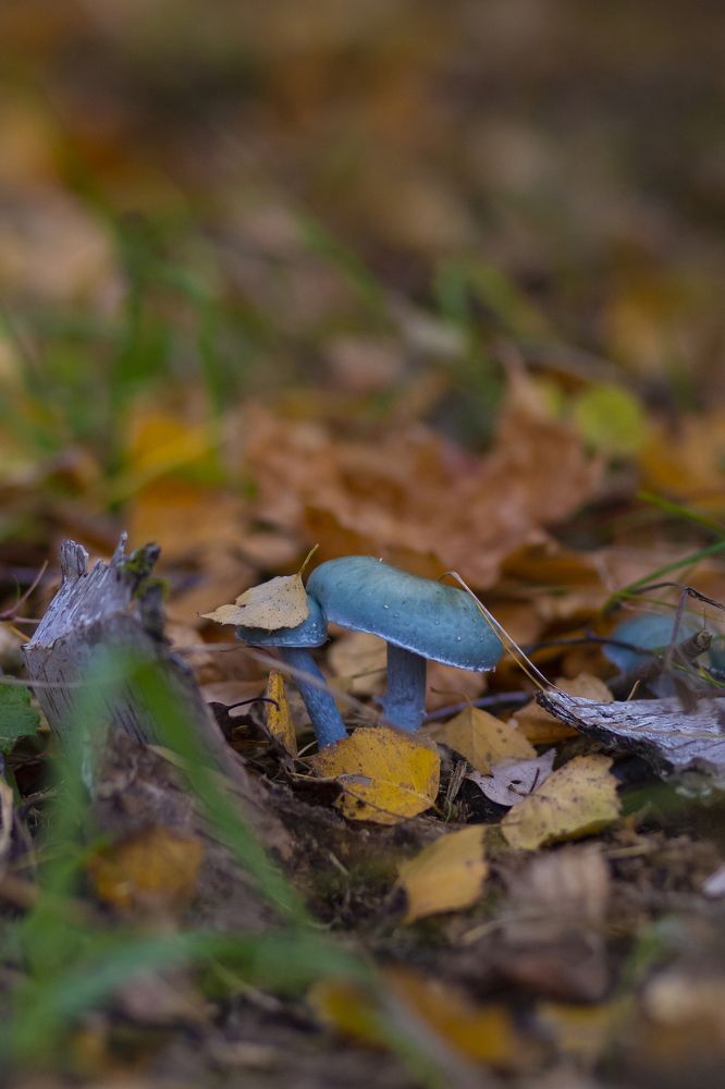 Photograph by Svetlana Karnauh Карнаух