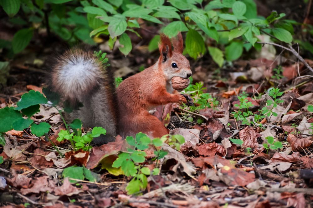 Photograph by Елена