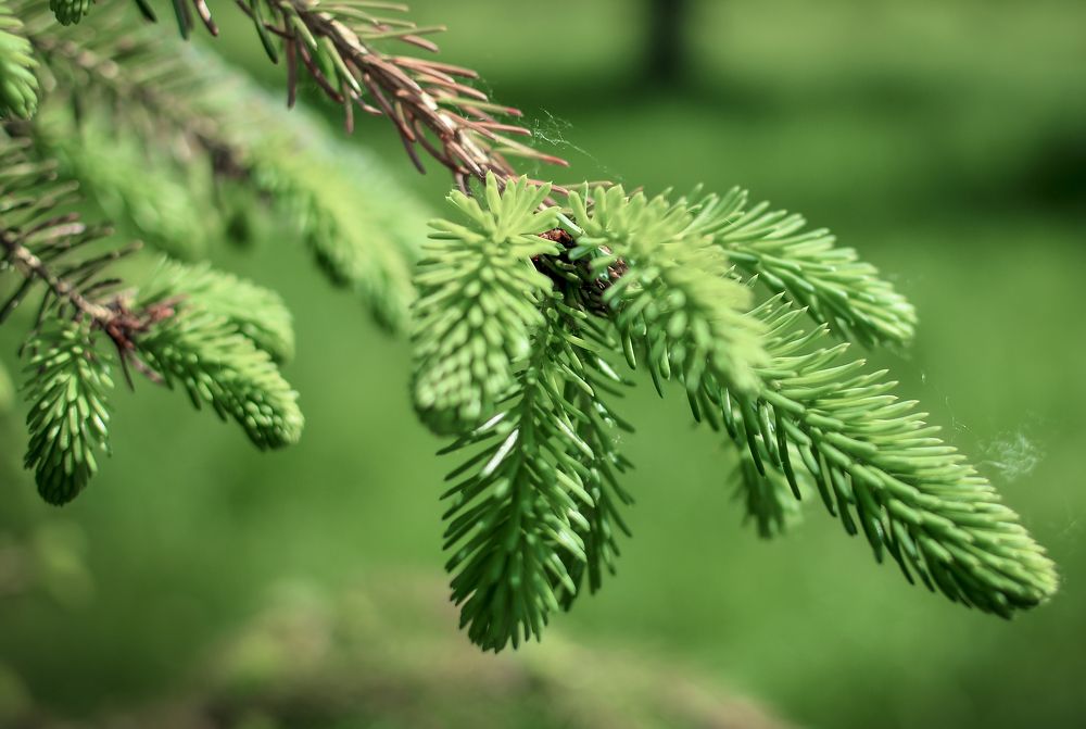 Photograph by Елена Фабрицкая