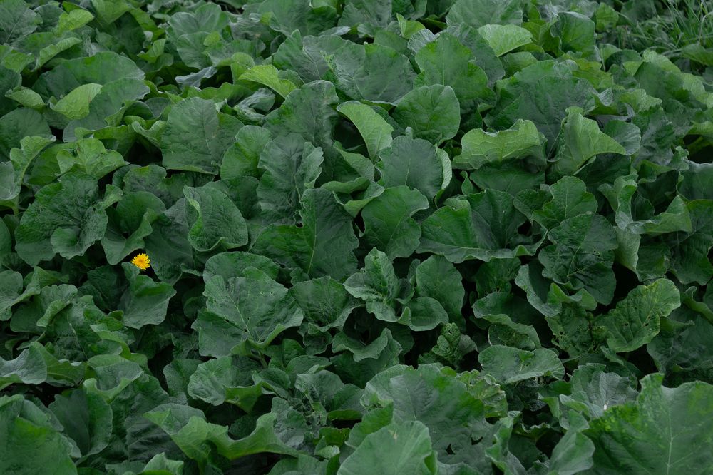 Photograph by Маргарита Сенченко