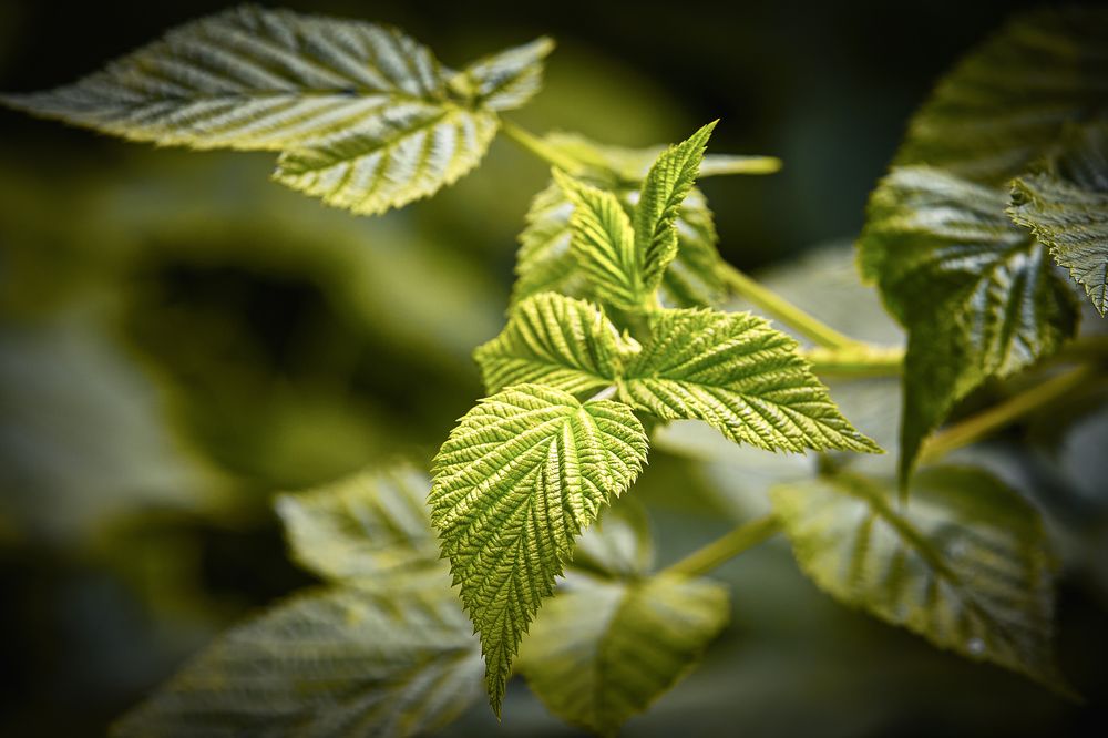 Photograph by Aleksandr Belov