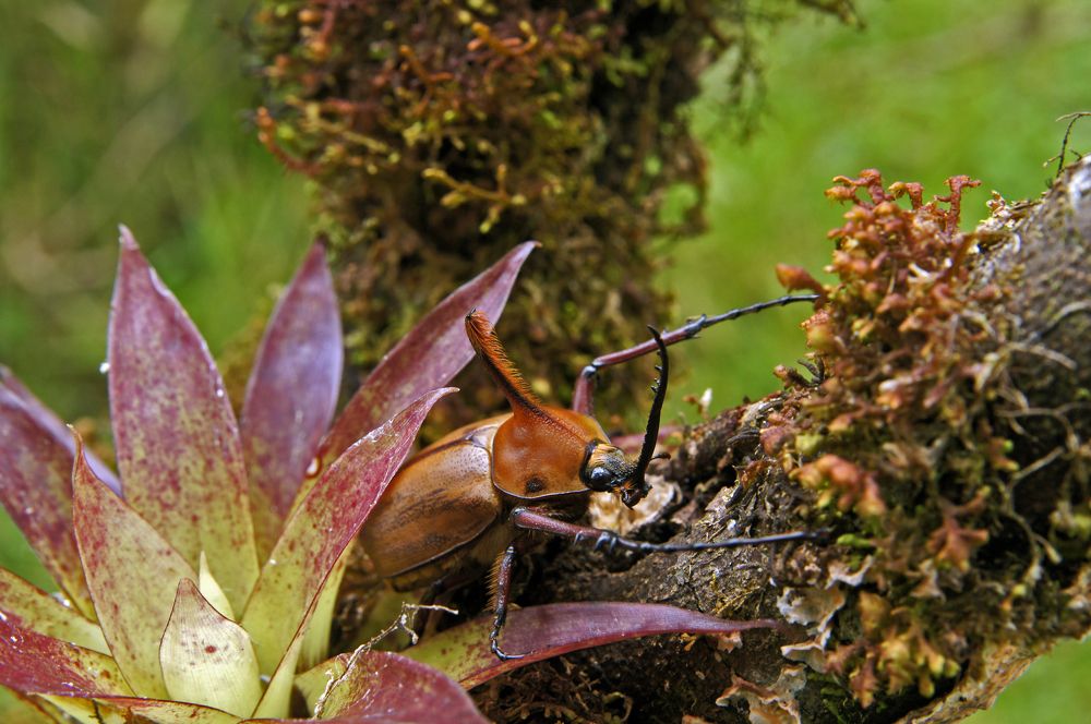 Жук и бромелия