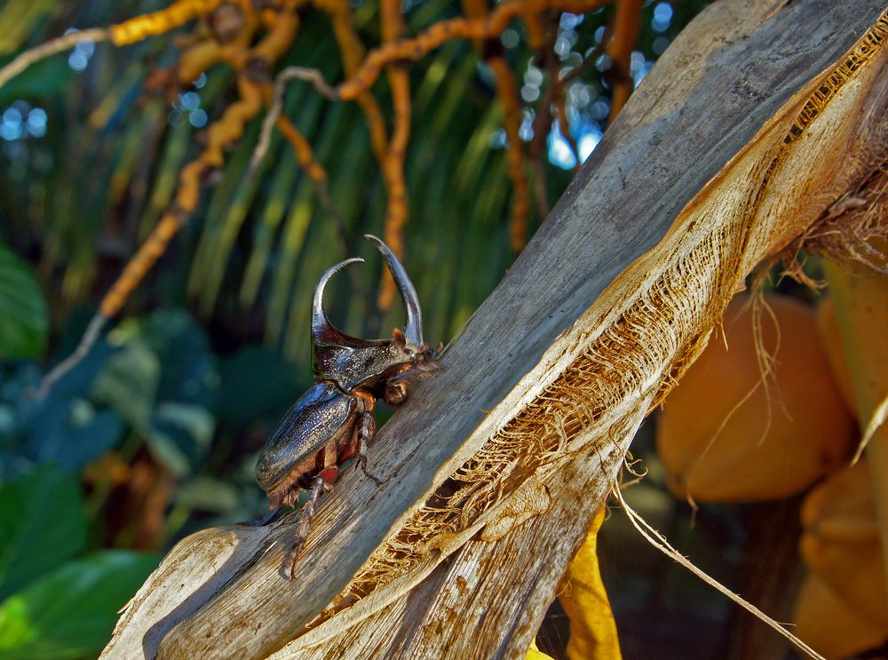 В тропическом лесу