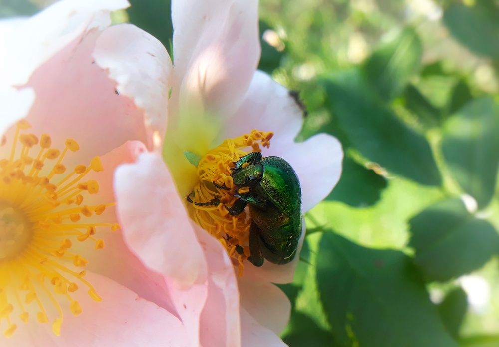 Photograph by Кристина Шляхова