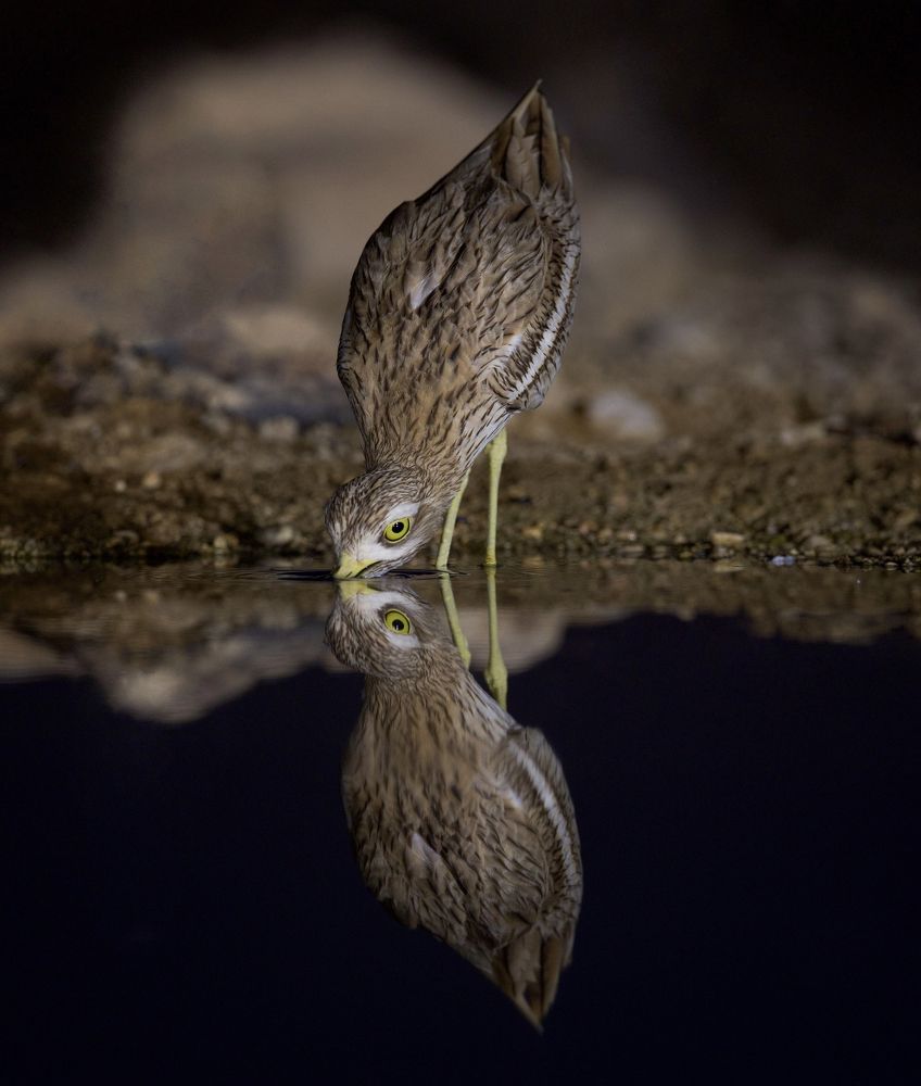 Eurasian stone-curlew