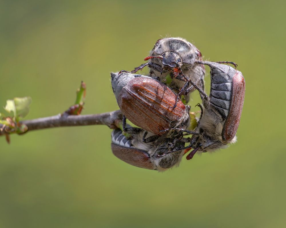 Майский квартет