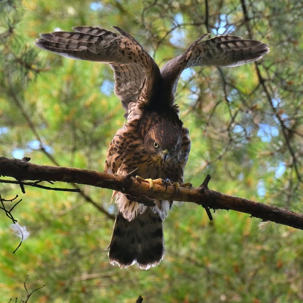 Photograph by Енушевский Георгий