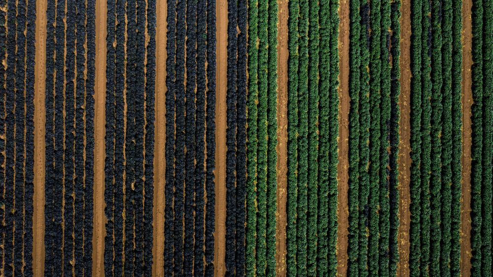 Campos de Col