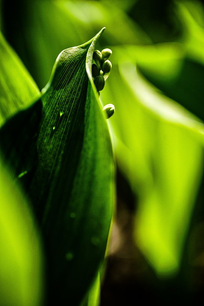 Фотография автора Алиса Чурчудесная