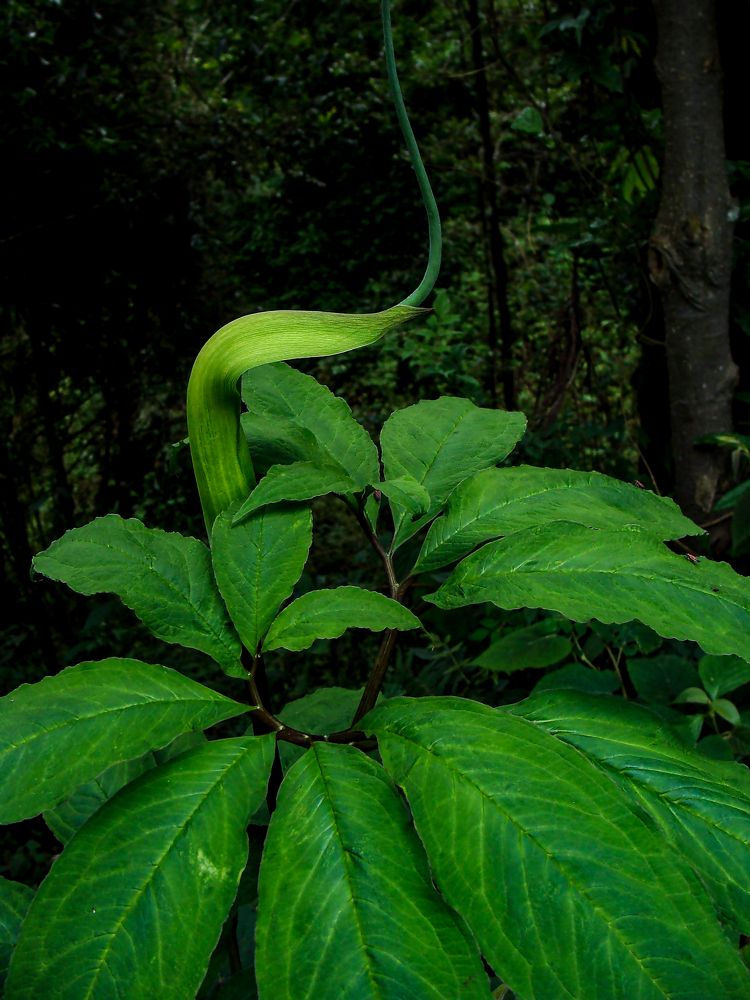 Photograph by Kamal Bhattacharjya