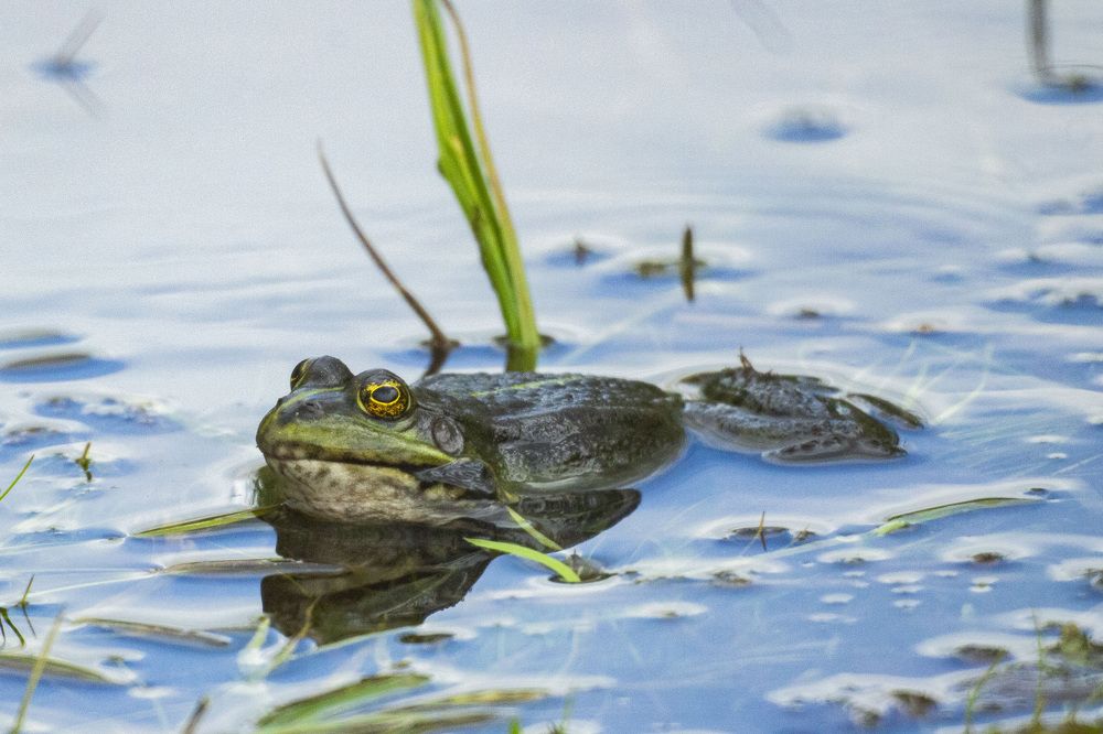 Фотография автора Алексей Борисов