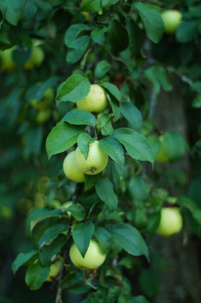 Photograph by Елена Подшевалова