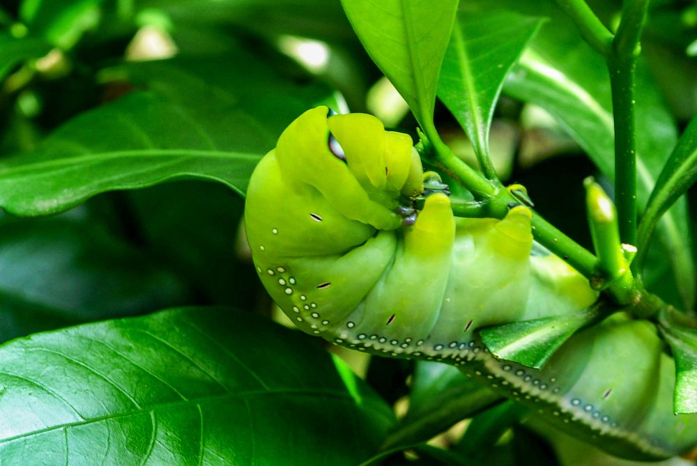 Photograph by Kamal Bhattacharjya