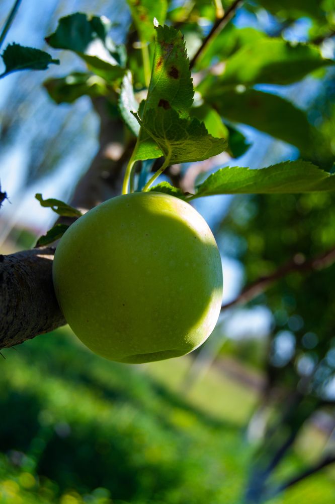 Alone Green apple