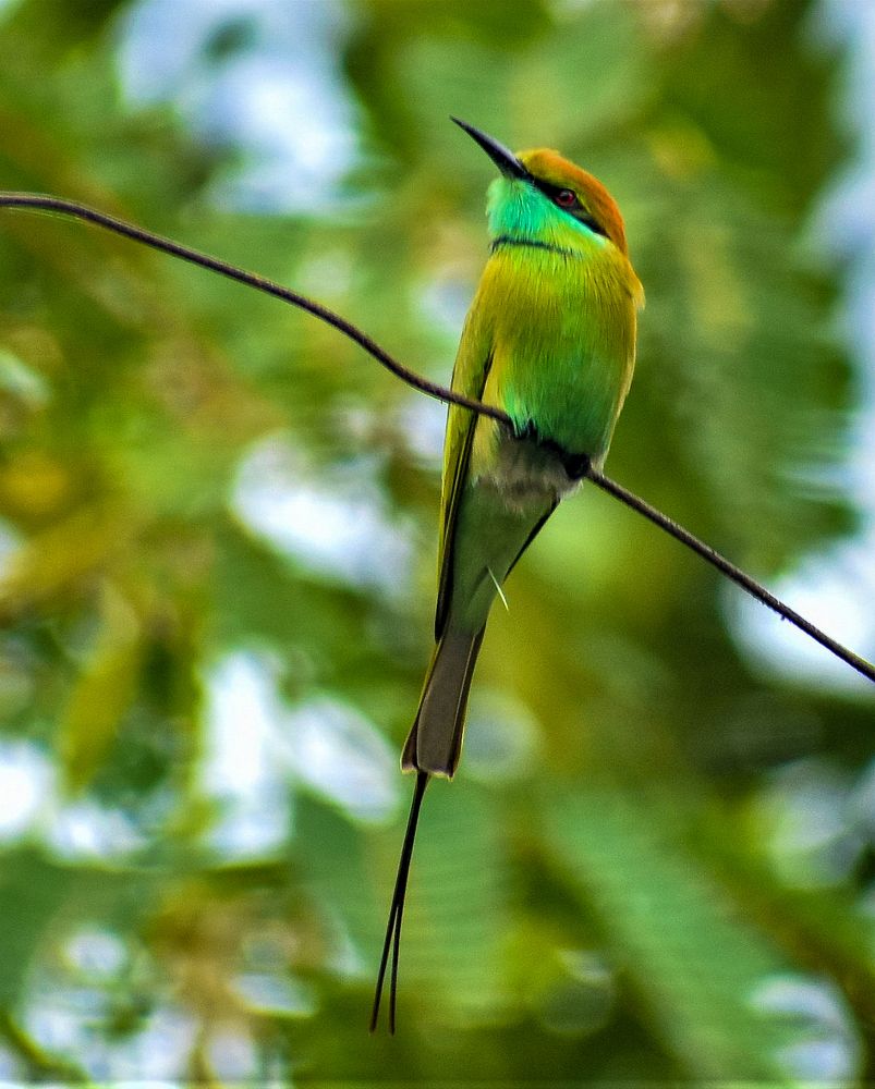 Photograph by Kamal Bhattacharjya