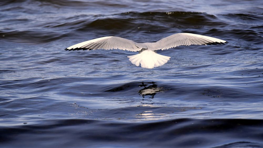 Над синим морем... / Over the blue sea...
