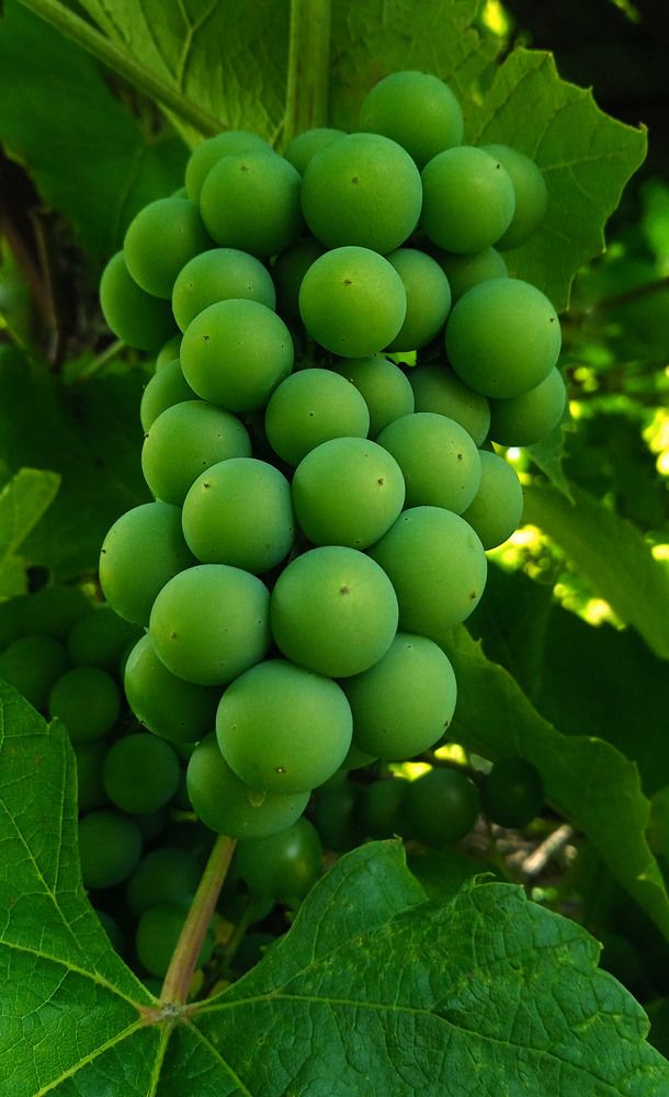 Photograph by Екатерина Щербина